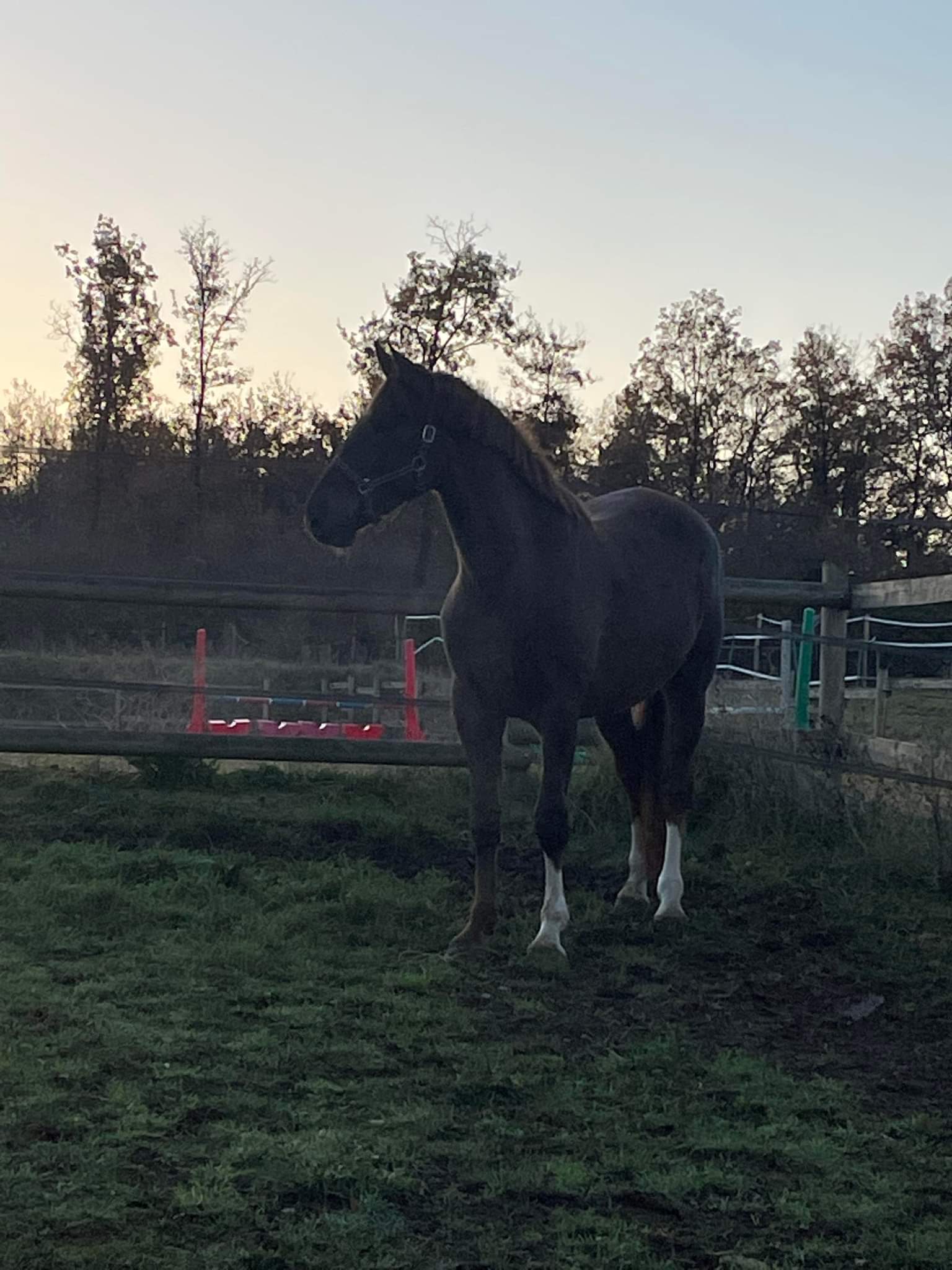 Image de l'annonce A VENDRE POULAIN 2 ANS