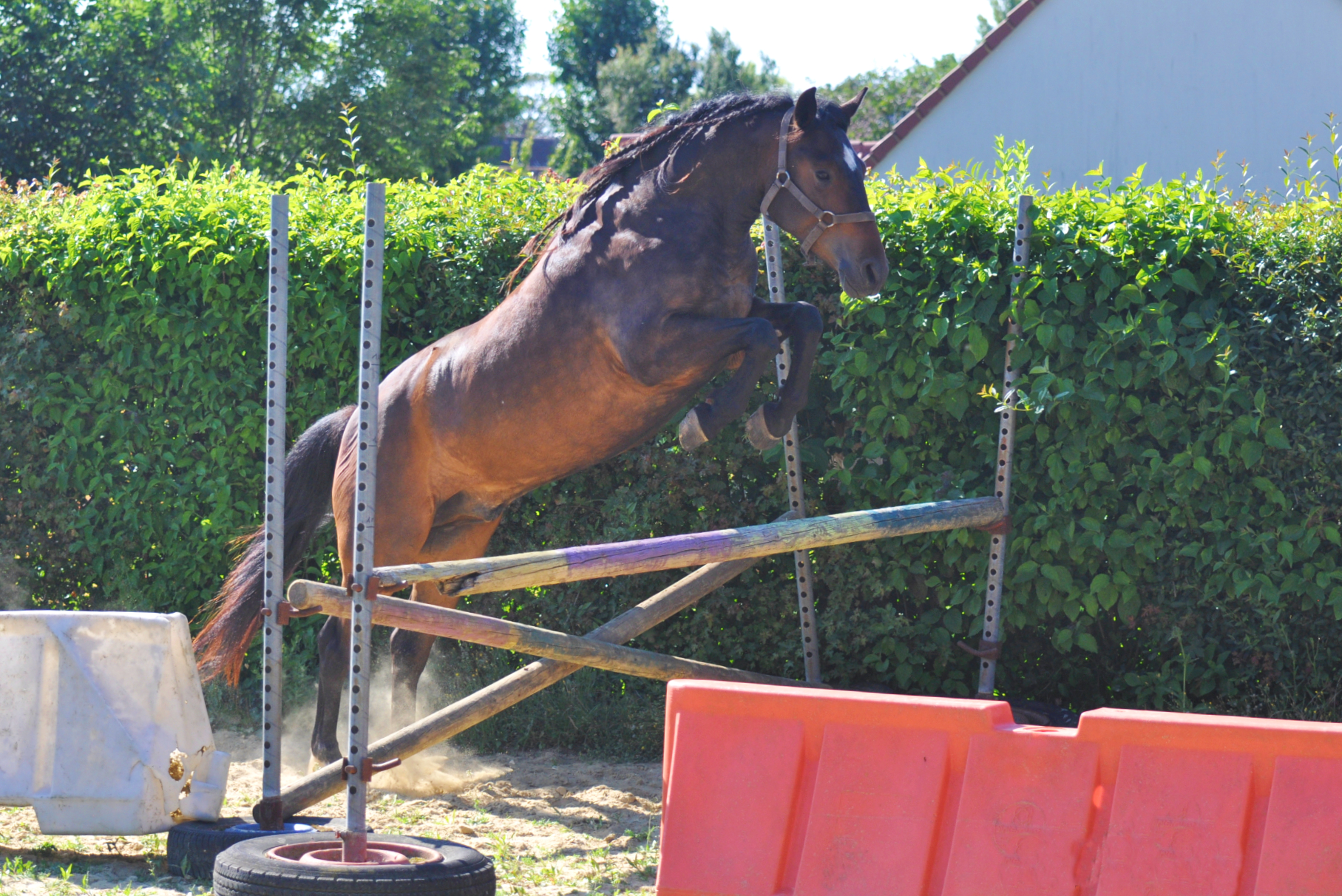 Image de l'annonce poney D 4ans