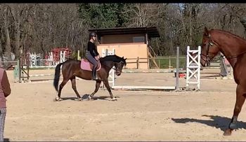 Image de l'annonce Recherche cheval à confier