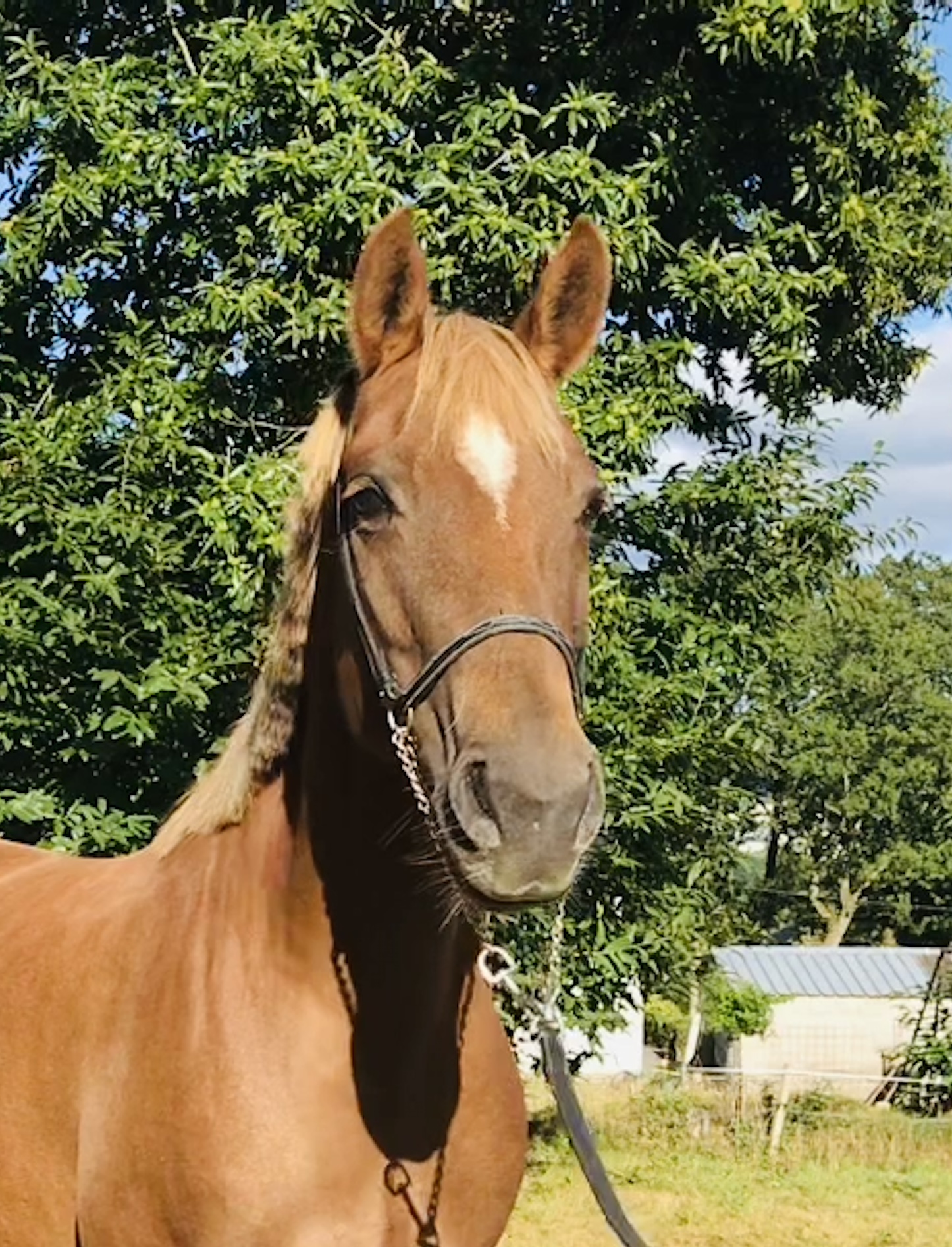Image de l'annonce Poulain dressage a réserver in vitro