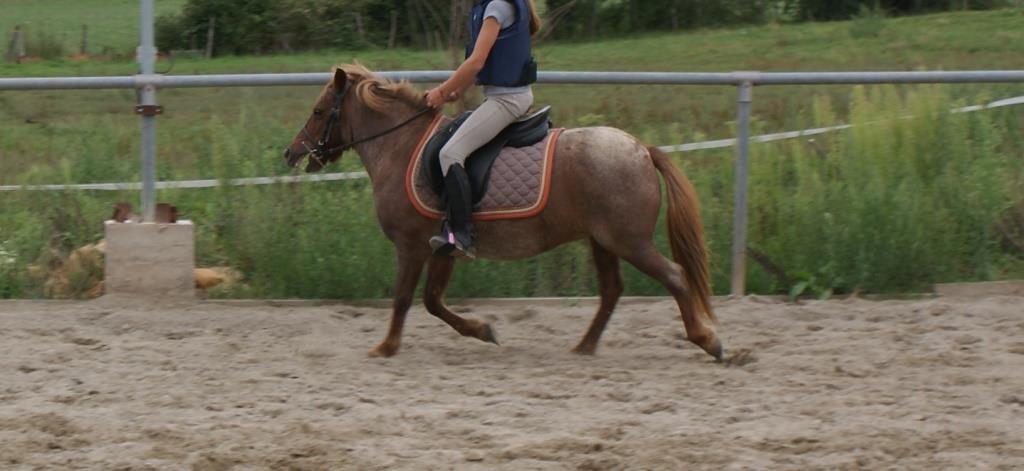Image de l'annonce Poney femelle grand A porteuse bien montée 13 ans