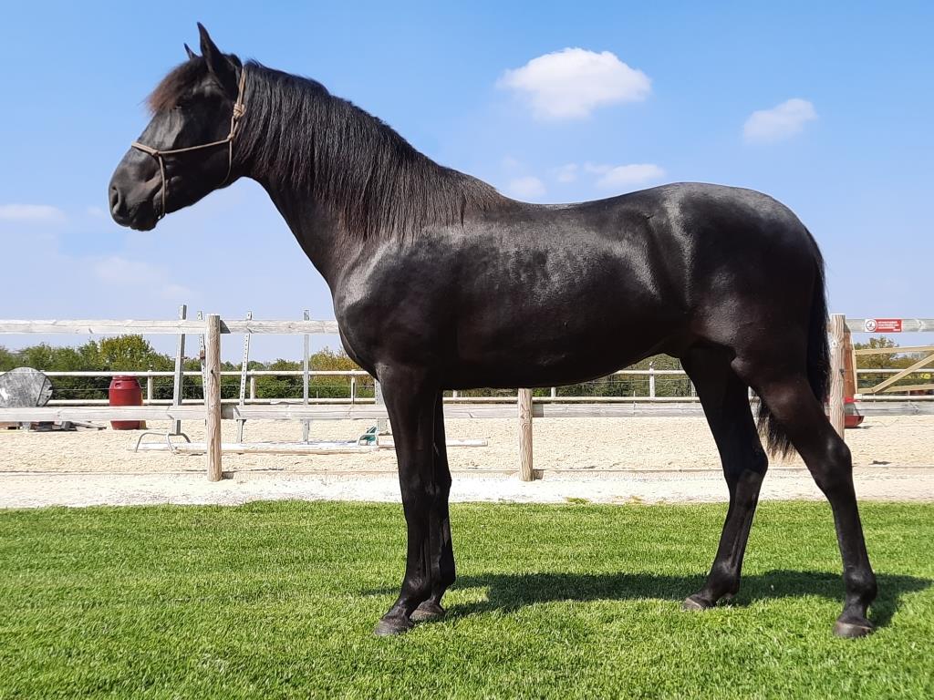 Image de l'annonce Cheval PRE noir JALEO