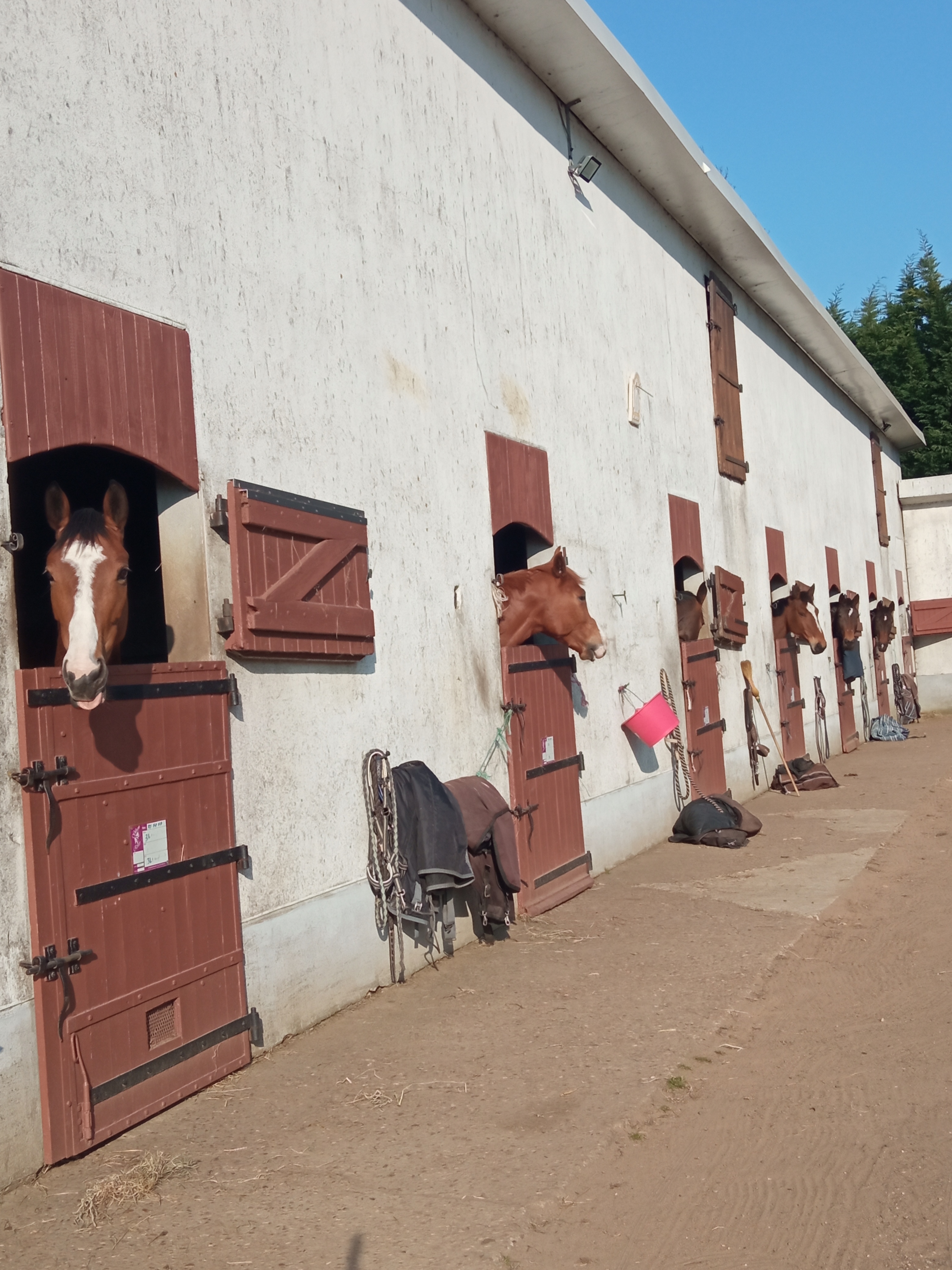 Image de l'annonce Pension écurie de propriétaires le mans