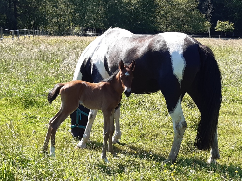 Image de l'annonce Kachina Las Benex pouliche sport CSO