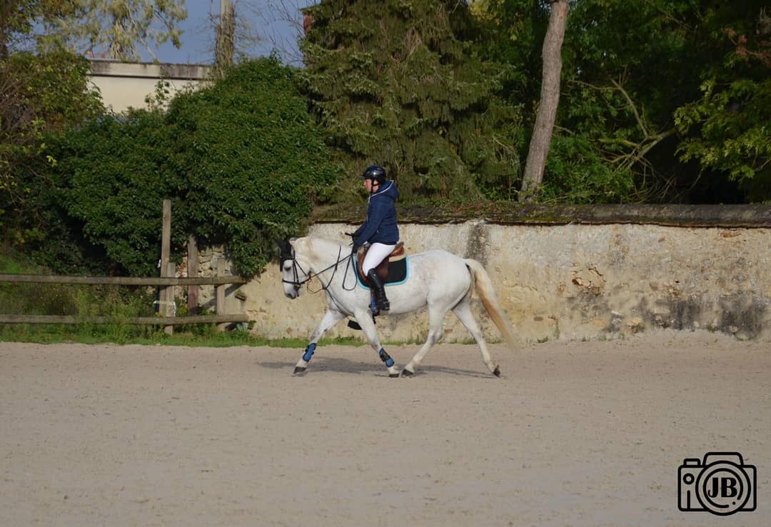 Image de l'annonce Poney de sport