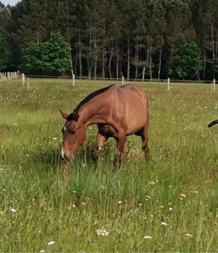 Image de l'annonce PRE - Pure Race Espagnol PP - Pouliche - 1 ans