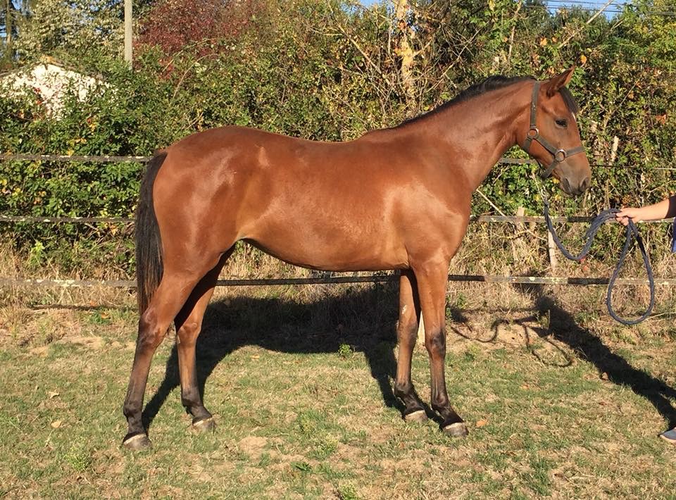 Image de l'annonce À vendre pouliche PFS 2 ans