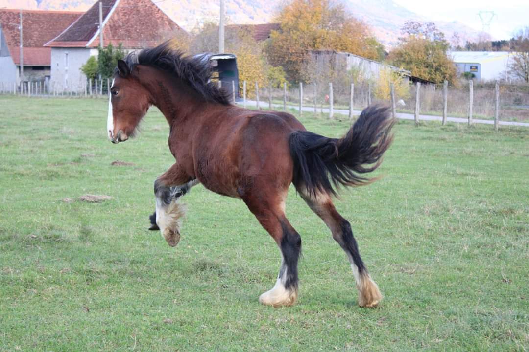 Image de l'annonce Cheval :pouliche Irish Cob échange possible