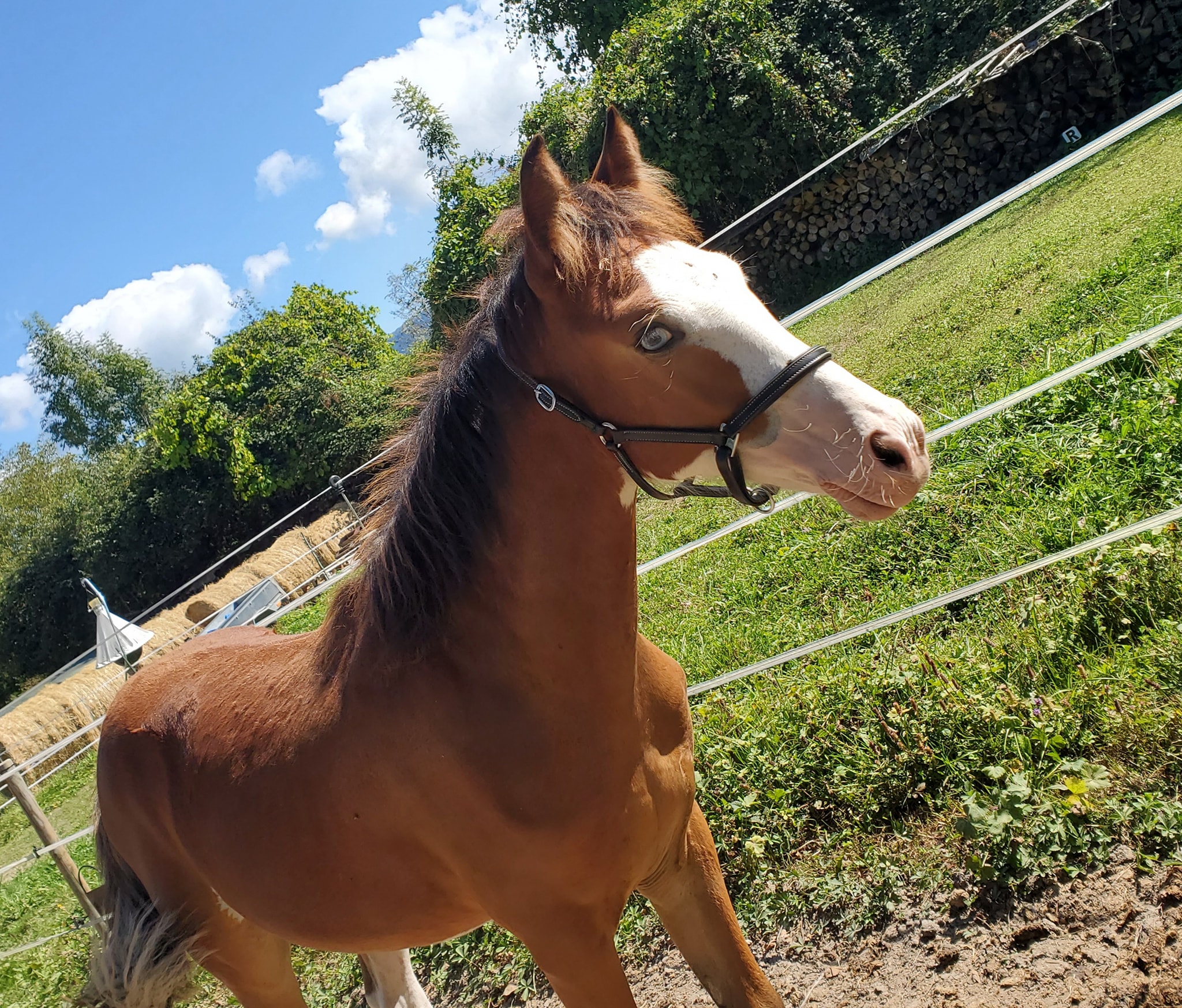 Image de l'annonce Poulain de couleur (TINKA'S BOY x QUIDAM x GARNEMENT x HURRICANE)