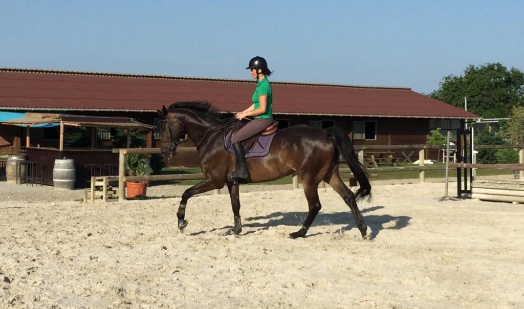 Image de l'annonce Hongre Oldenburg pour CSO/Dressage/Loisirs