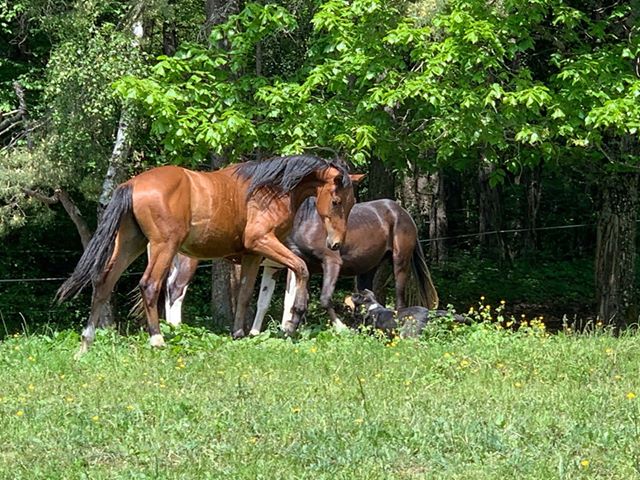 Image de l'annonce Male SF 2 ans par Asti Spumante par Agentinus et par Voltaire Diamant et Airborne Montecillo par Abdullah