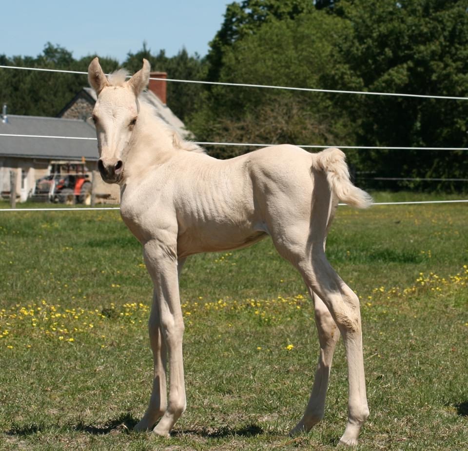 Image de l'annonce Poulain Palomino AZTÈQUE