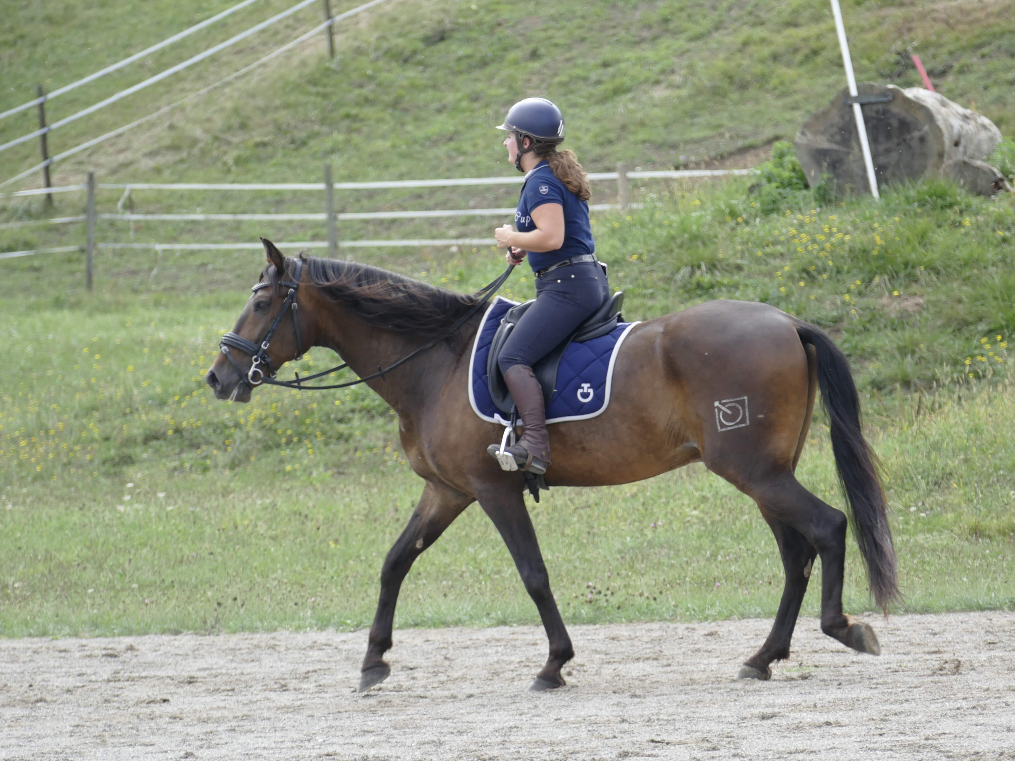 Image de l'annonce A vendre - Cartujano - PRE PP - Hongre - 9 ans - bai brun
