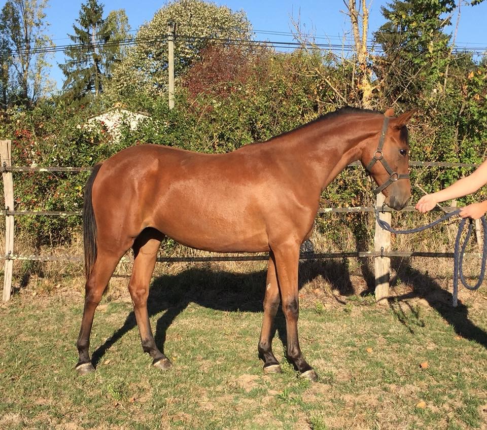 Image de l'annonce À vendre pouliche PFS 2 ans