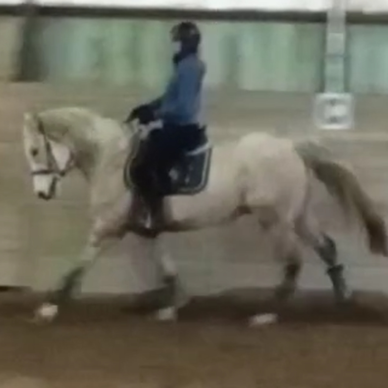 Image de l'annonce Cheval 8 ans pour Dressage, loisir, endurance 