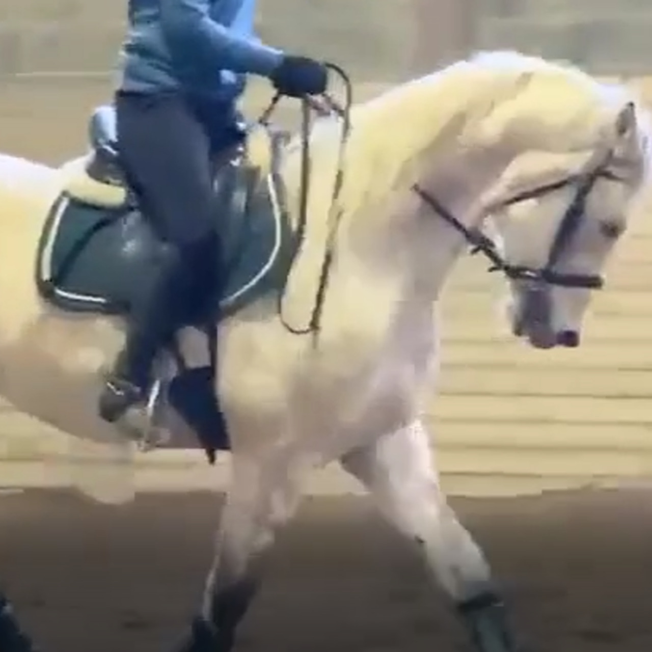 Image de l'annonce Cheval 8 ans pour Dressage, loisir, endurance 