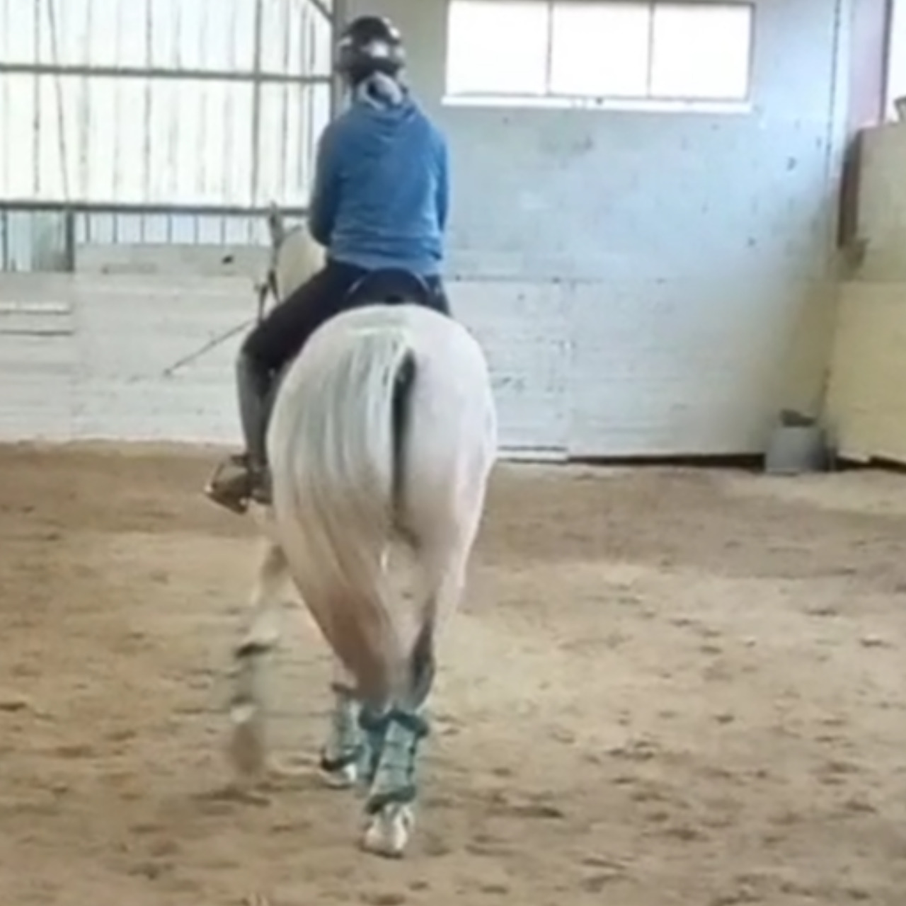 Image de l'annonce Cheval 8 ans pour Dressage, loisir, endurance 