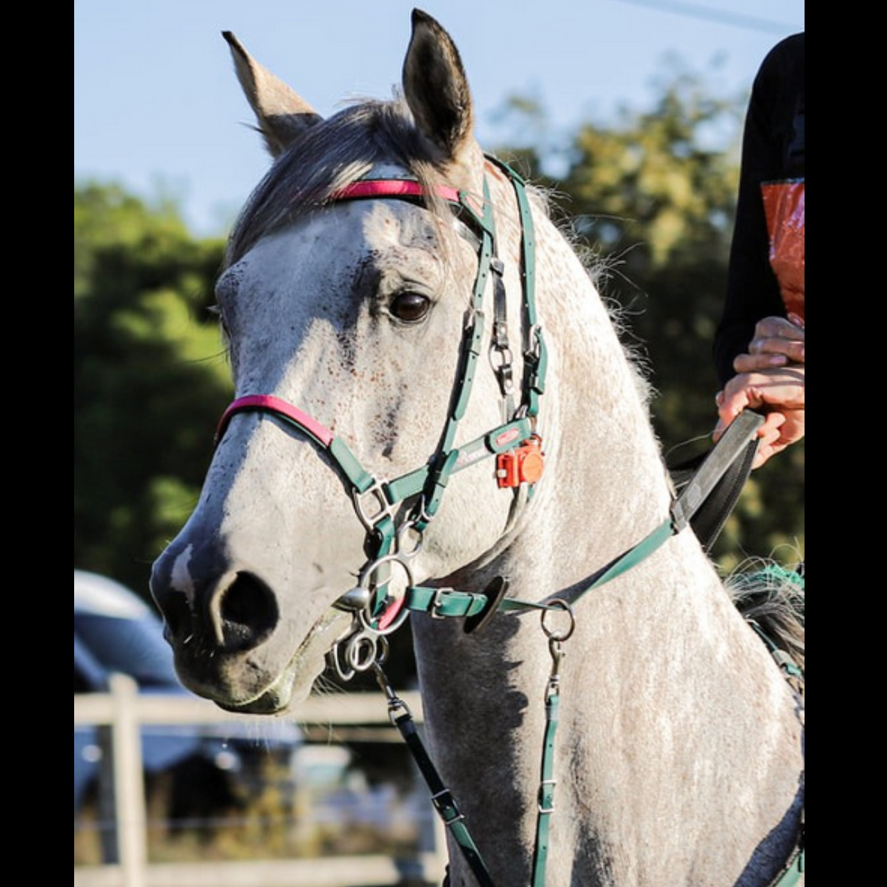 Image de l'annonce Cheval 8 ans pour Dressage, loisir, endurance 