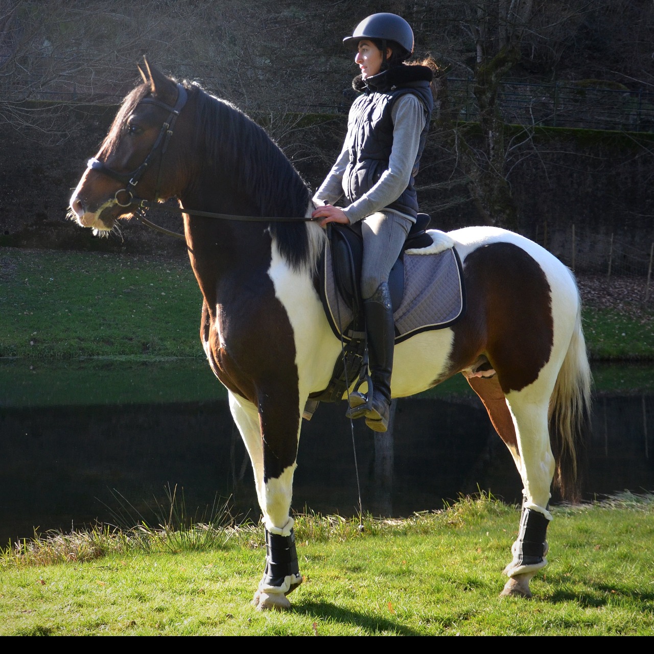 Image de l'annonce Cheval pie passeport Lusitanien 4 ans 