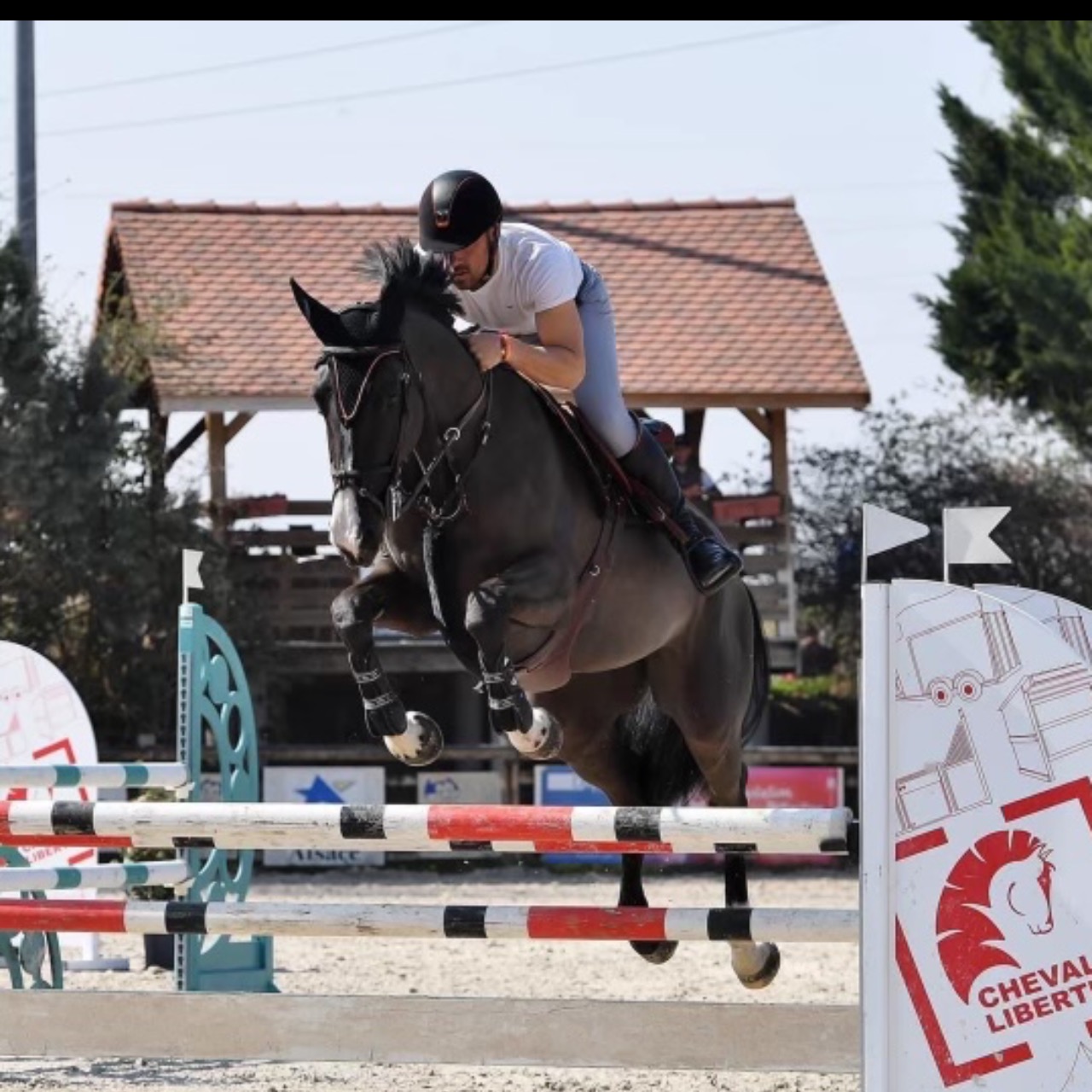 Image de l'annonce Jument 9 ans cso 