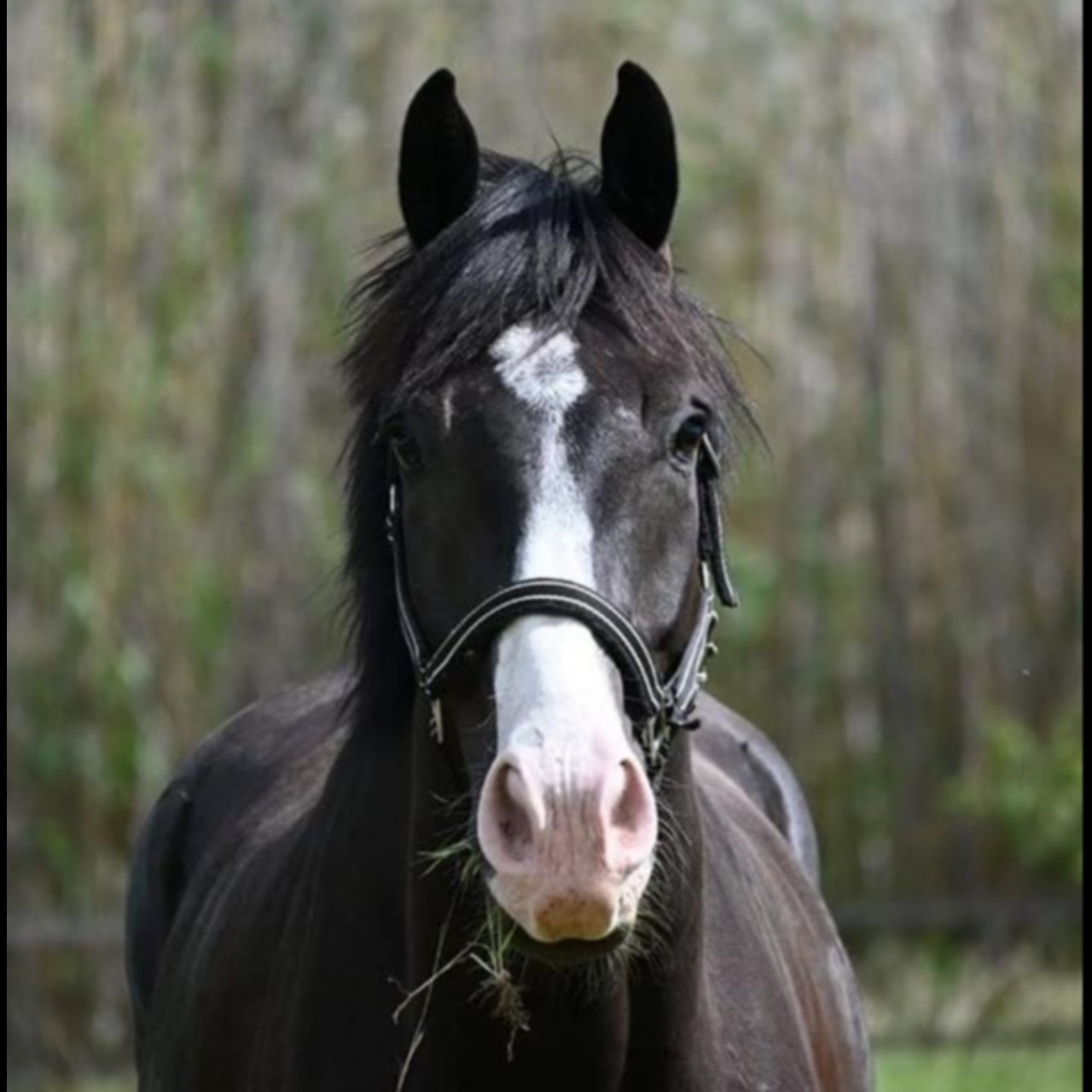 Image de l'annonce CHEVAL COUP DE COEUR