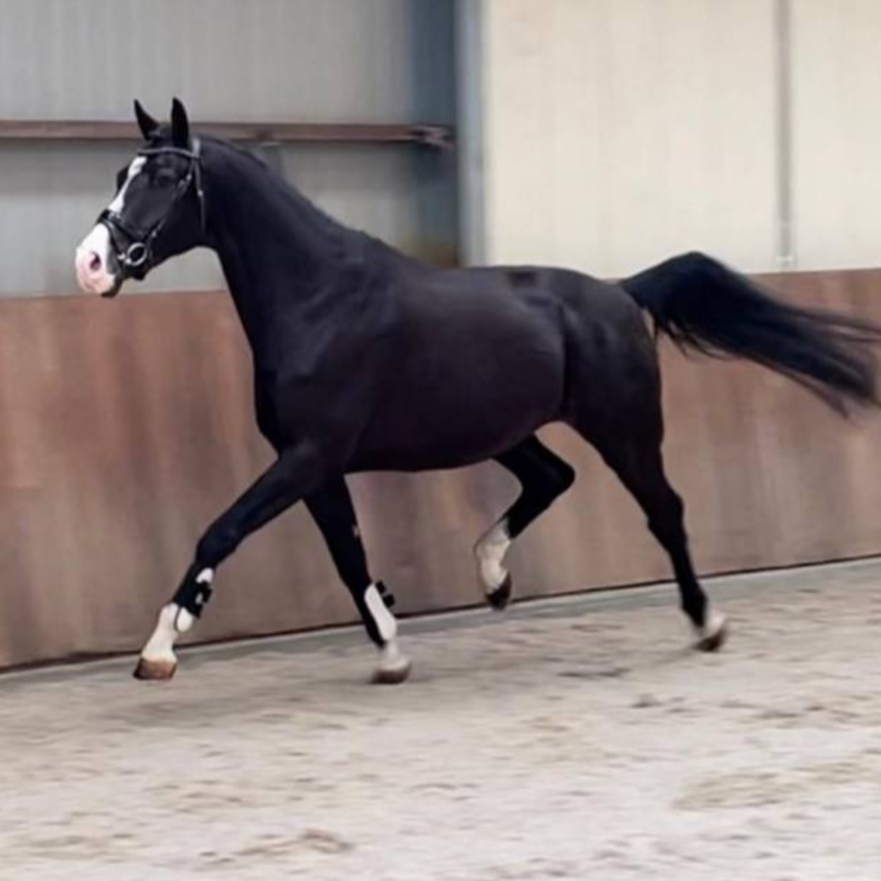 Image de l'annonce CHEVAL COUP DE COEUR