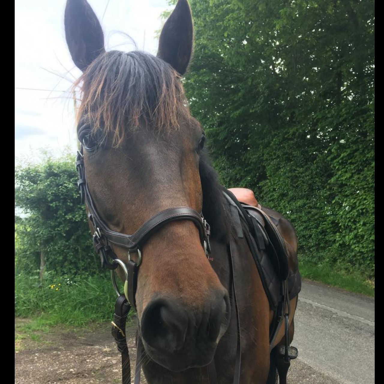 Image de l'annonce cheval hongre