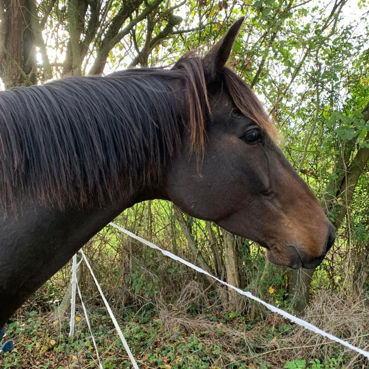 Image de l'annonce cheval hongre
