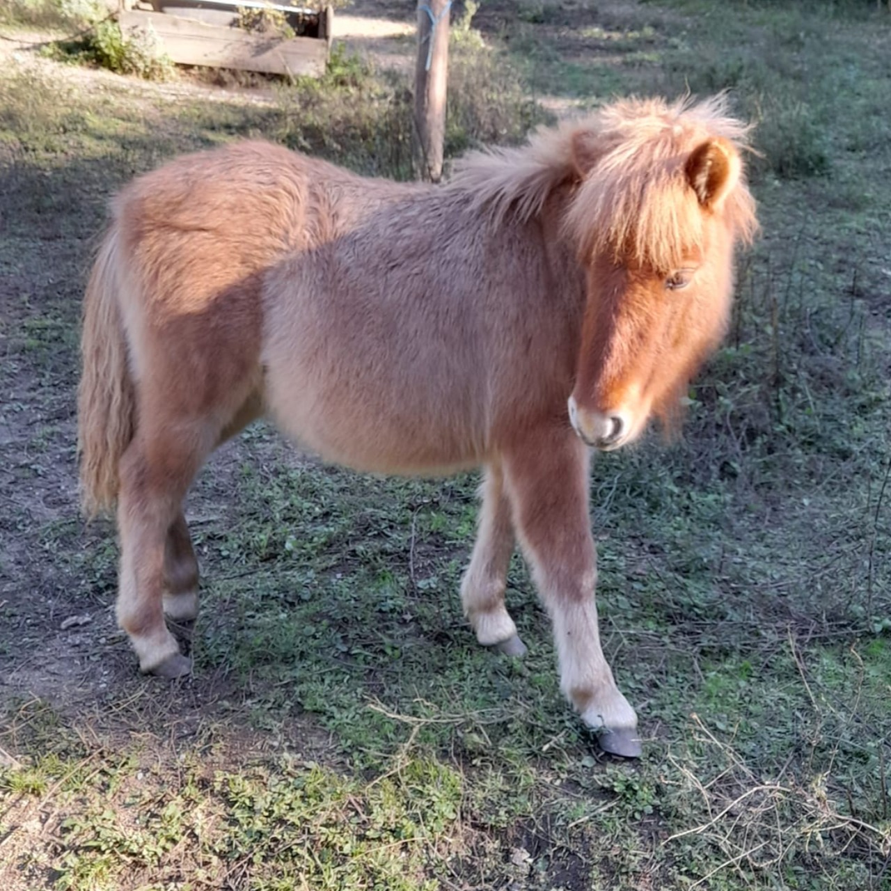 Poney Shetland à Vendre Ou à Donner Oq2EFKCvAJ8fiM