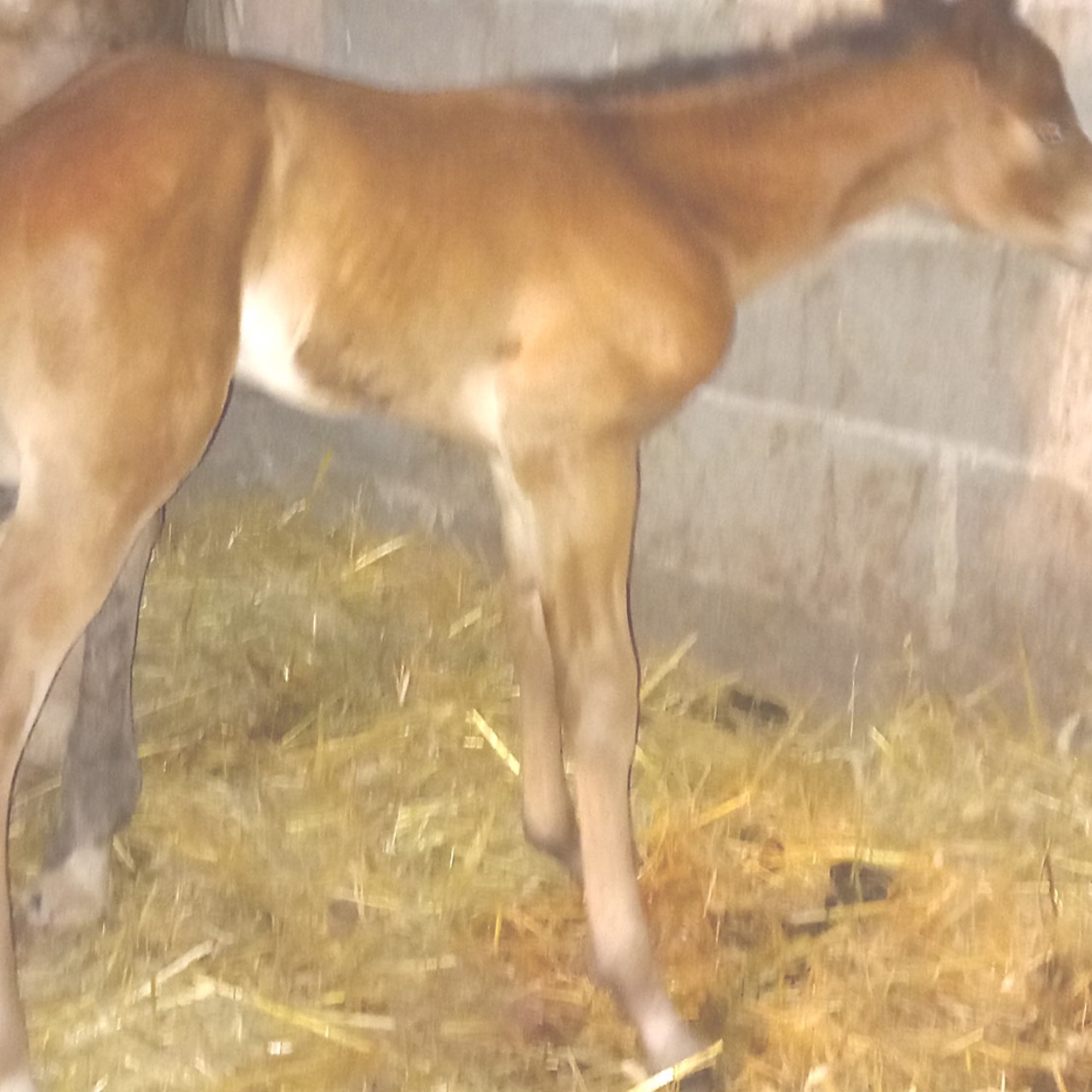 Image de l'annonce Poulain de race Appaloosa