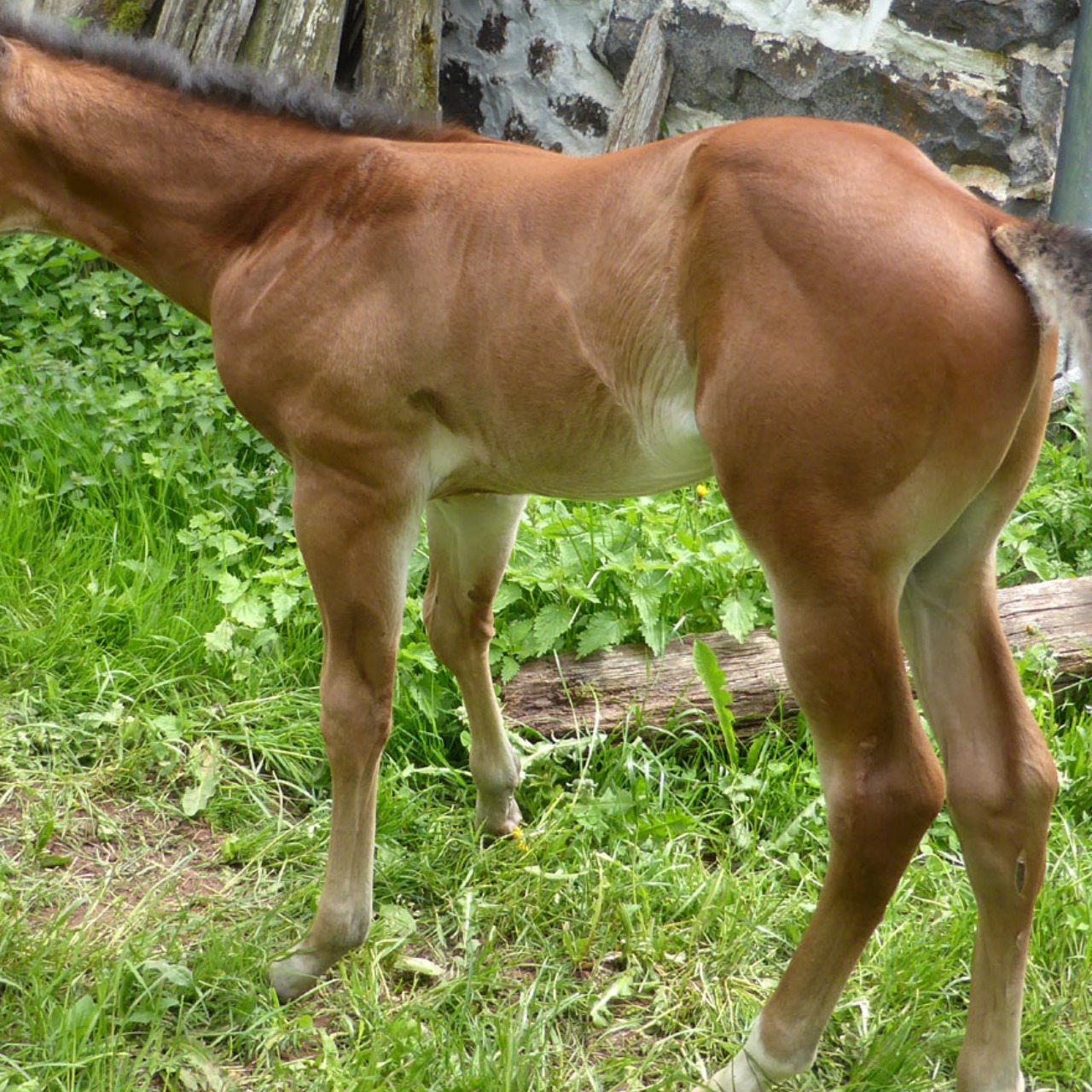 Image de l'annonce Poulain de race Appaloosa