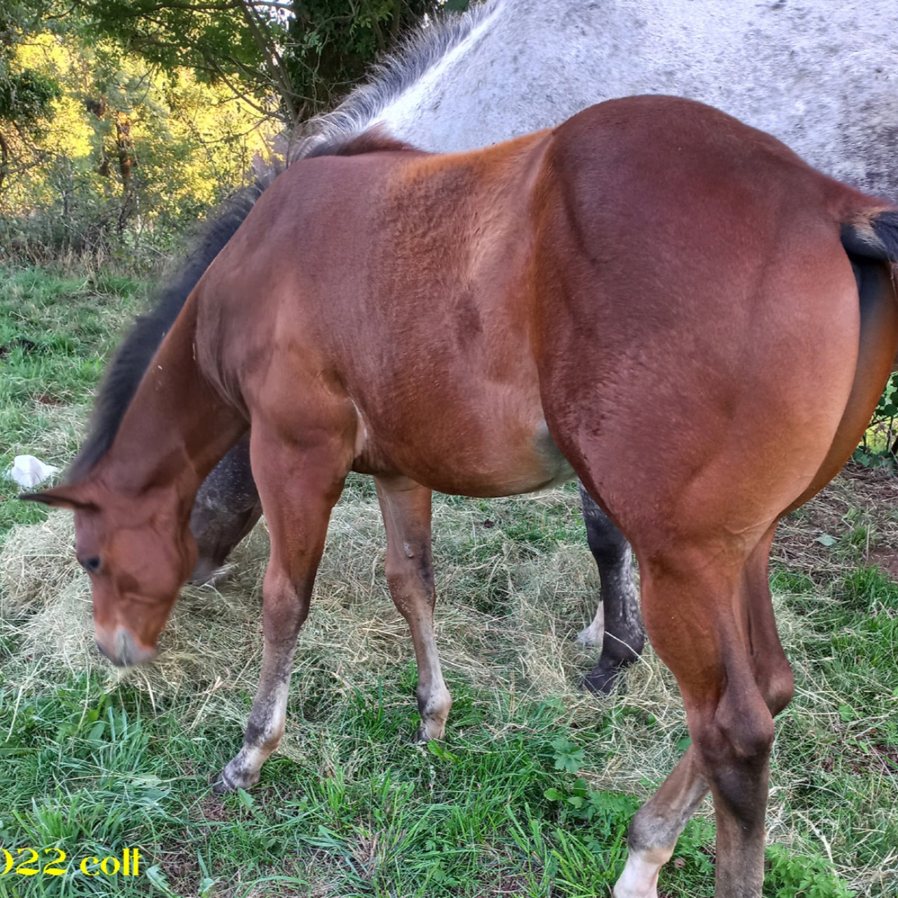 Image de l'annonce Poulain de race Appaloosa