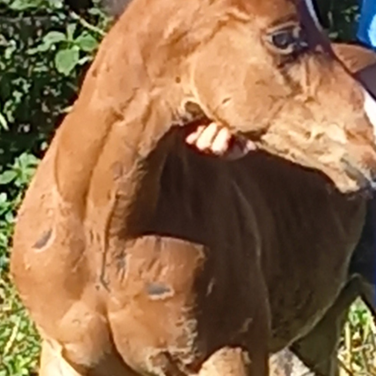 Image de l'annonce Poulain de race Appaloosa