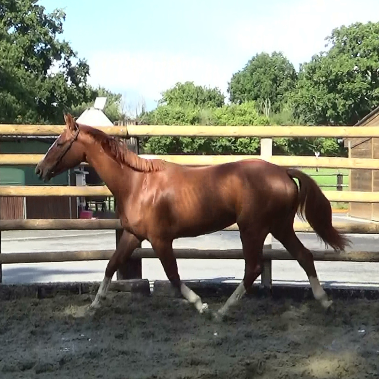 Image de l'annonce Selle Français – Hongre – Alezan – 167cm – 4ans