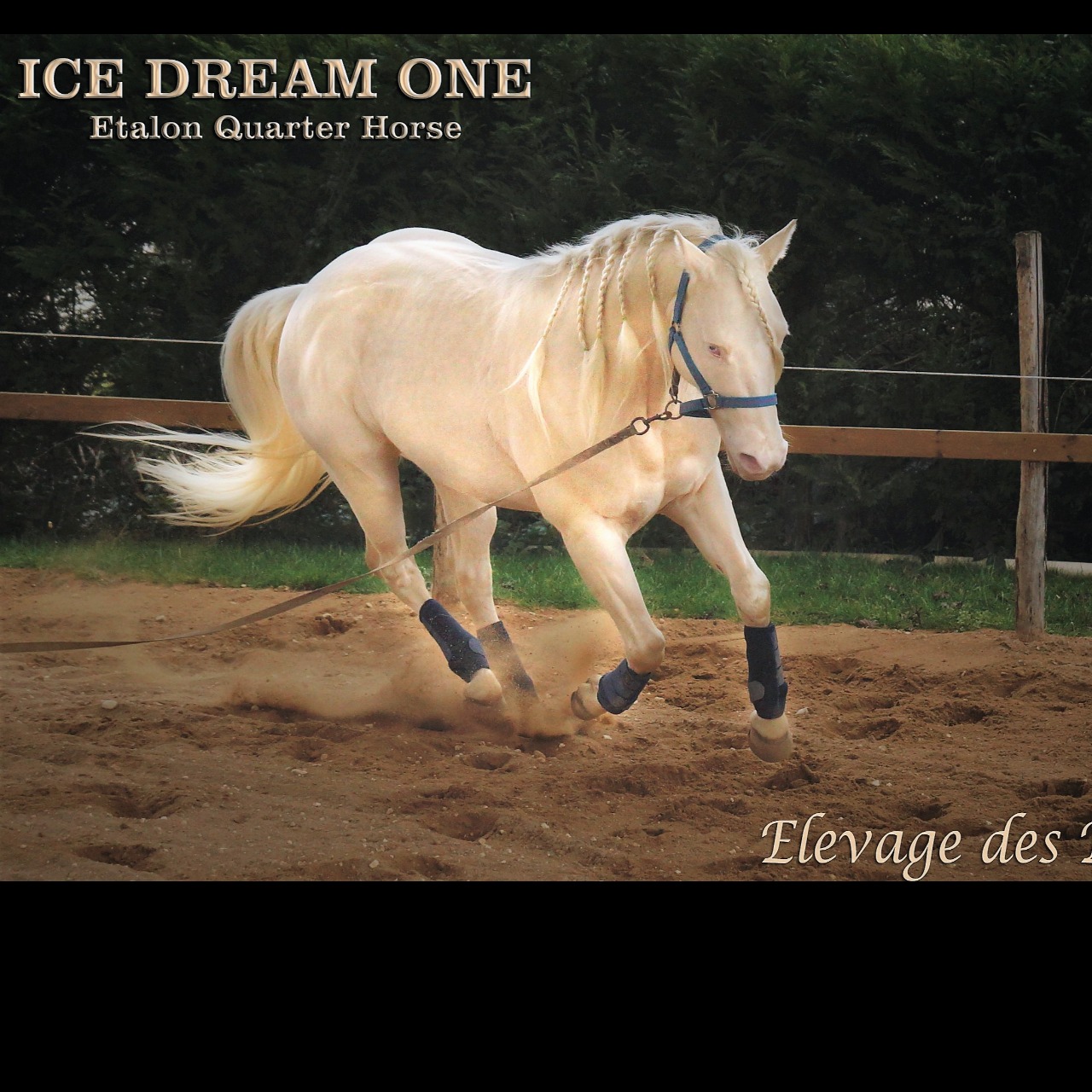 Miniature d'une image de l'annonceICE DREAM ONE Etalon QUARTER HORSE de robe crème négatif panels 6