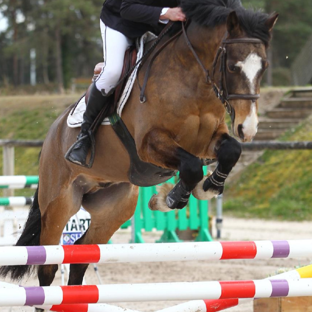 Image de l'annonce Poney prêt AS2
