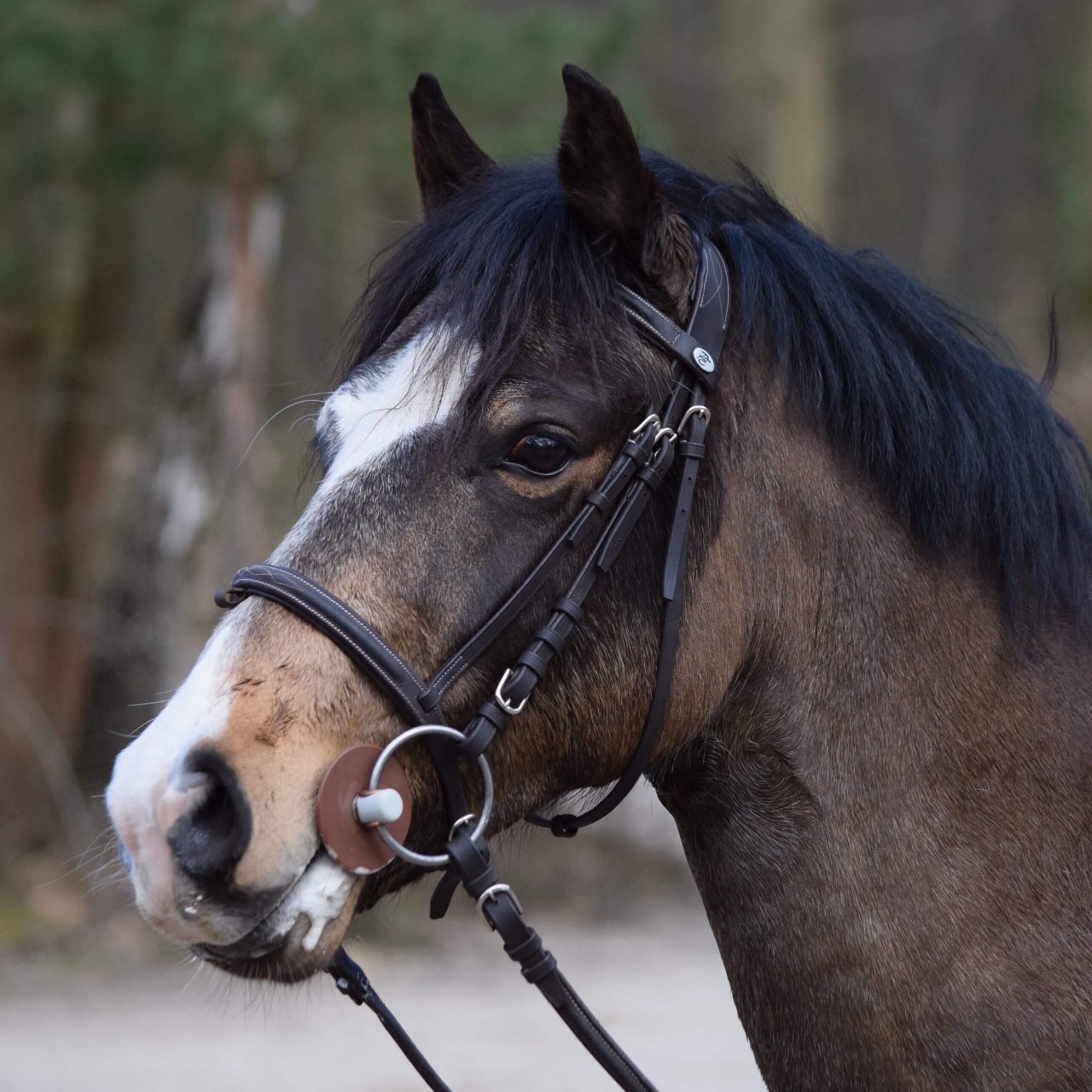 Image de l'annonce Poney prêt AS2