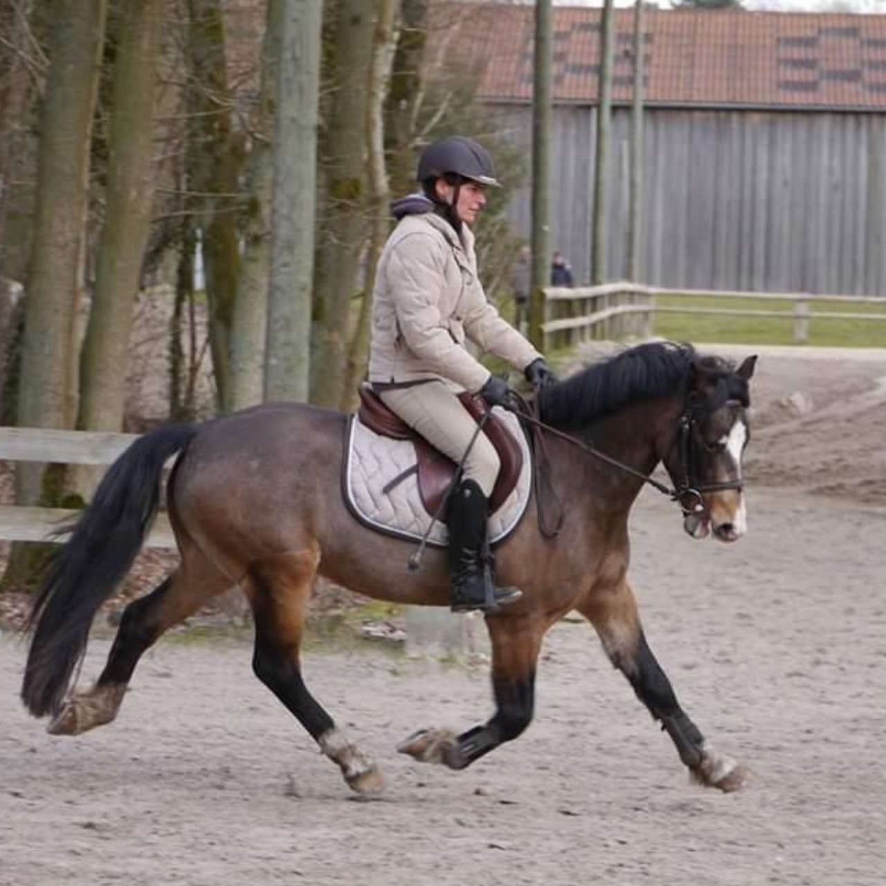 Image de l'annonce Poney prêt AS2