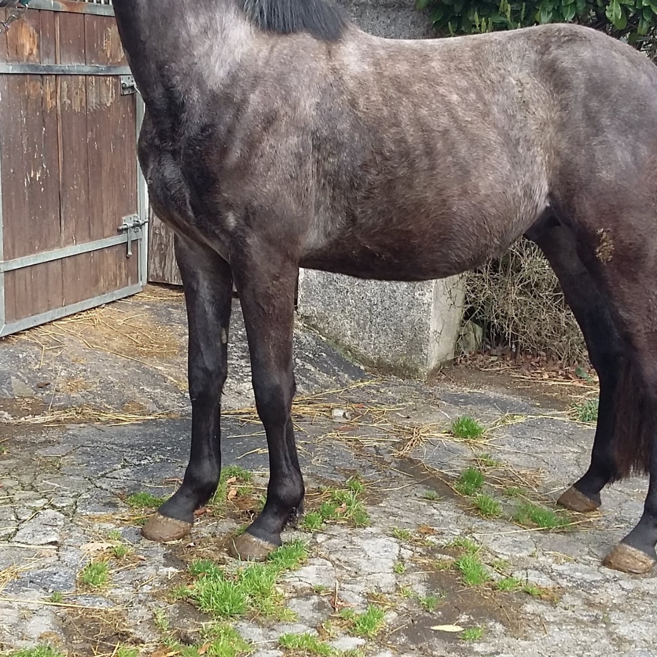 vend-cheval-aa-3-ans-d-bourr