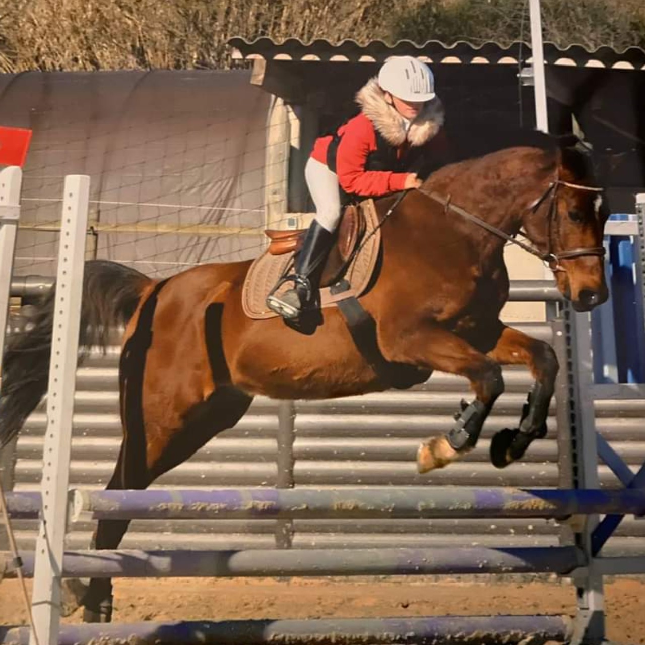 Image de l'annonce PONEY D – PSA 11 ans – 148 cm non ferré