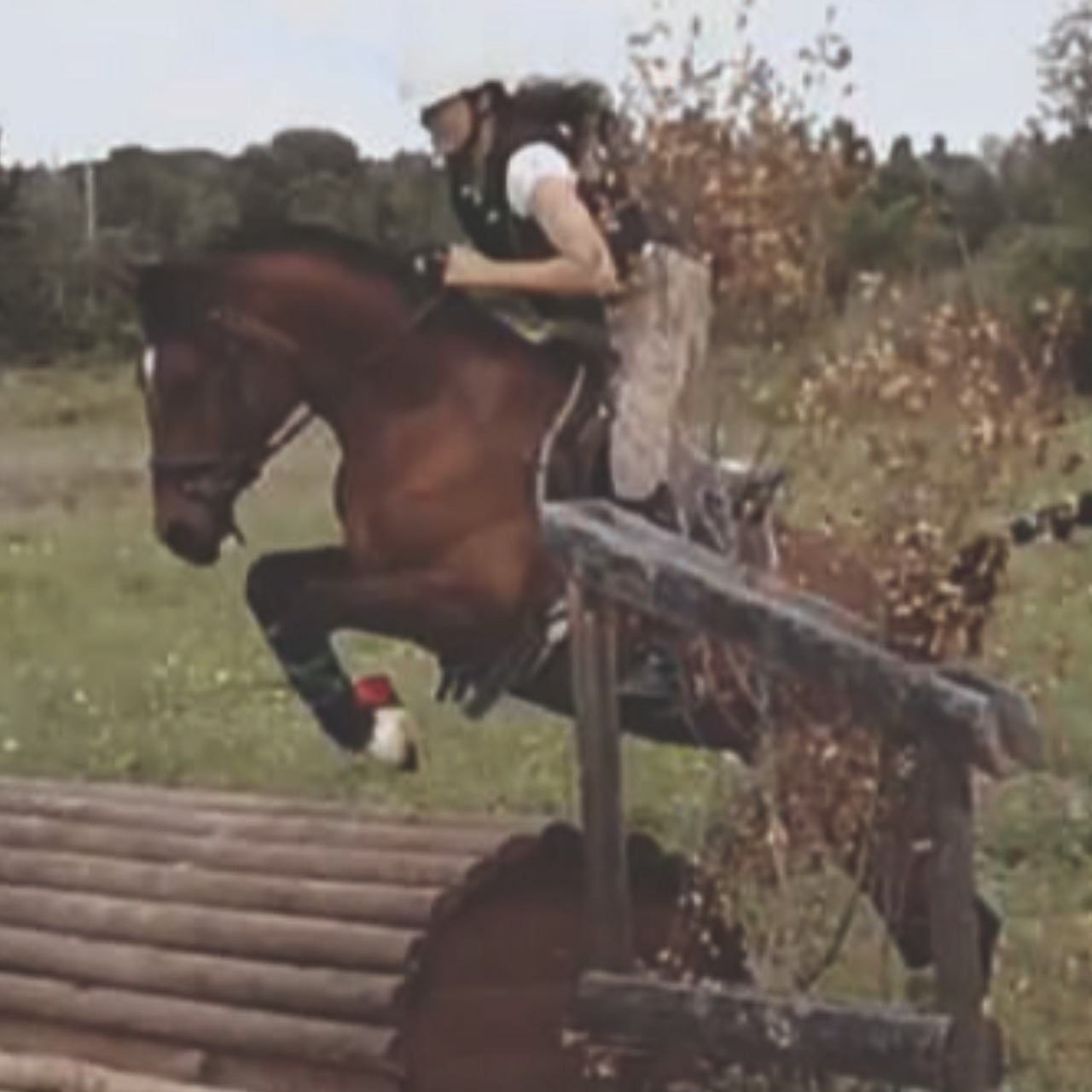 Image de l'annonce PONEY D – PSA 11 ans – 148 cm non ferré
