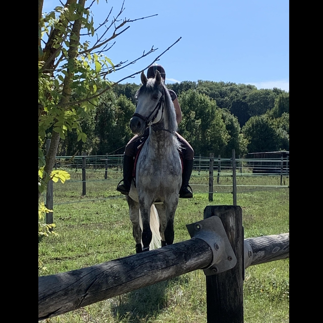 Image de l'annonce Entier Pure race espagnole pour dressage