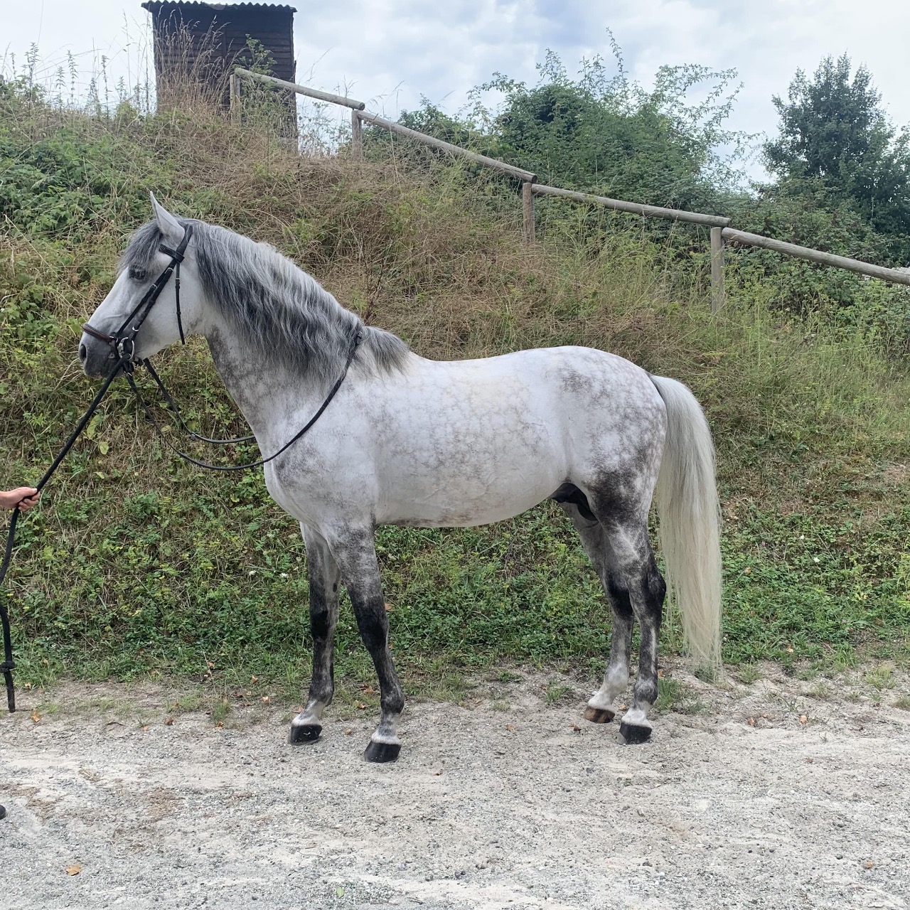Image de l'annonce Entier Pure race espagnole pour dressage