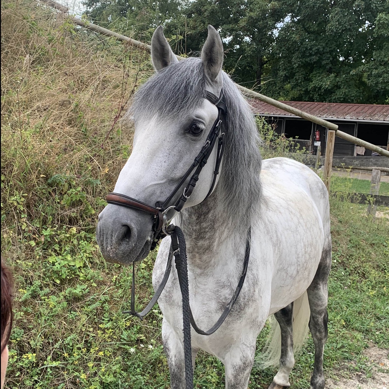 Image de l'annonce Entier Pure race espagnole pour dressage