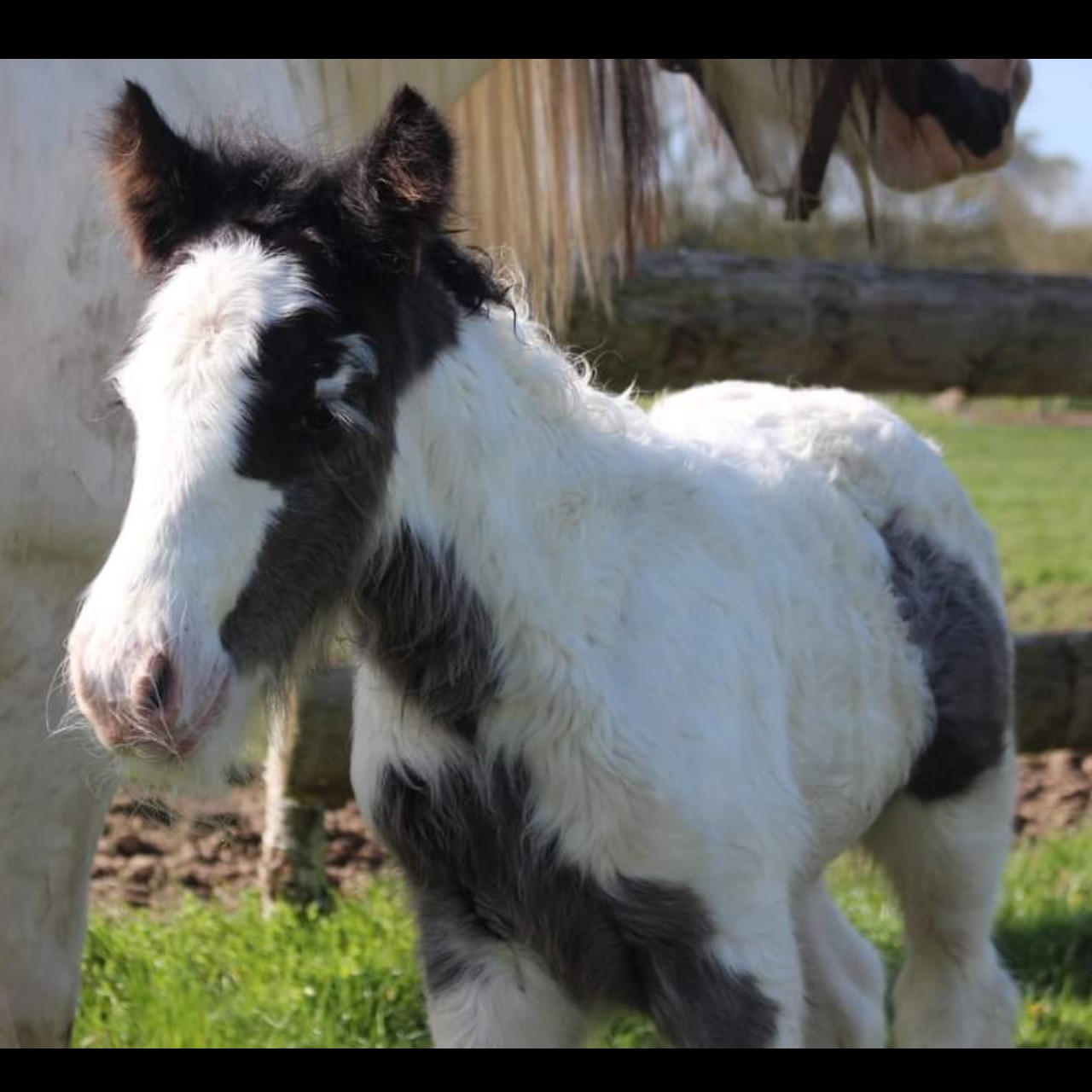 Poulain Irish Cob pie noir