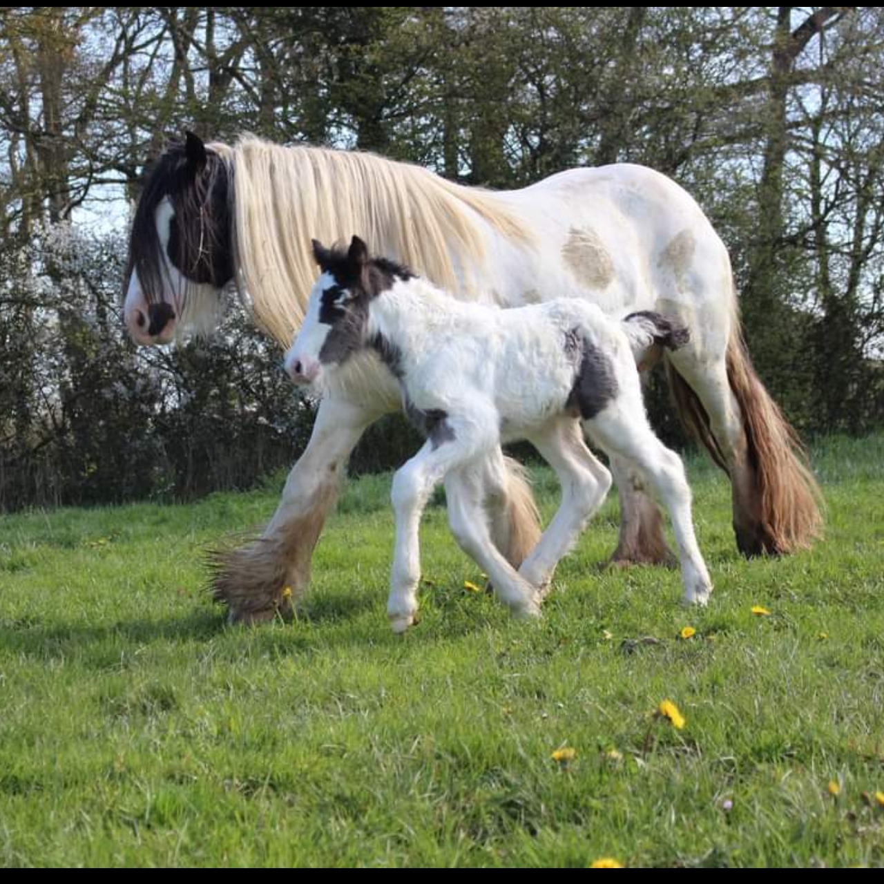 Poulain Irish Cob pie noir