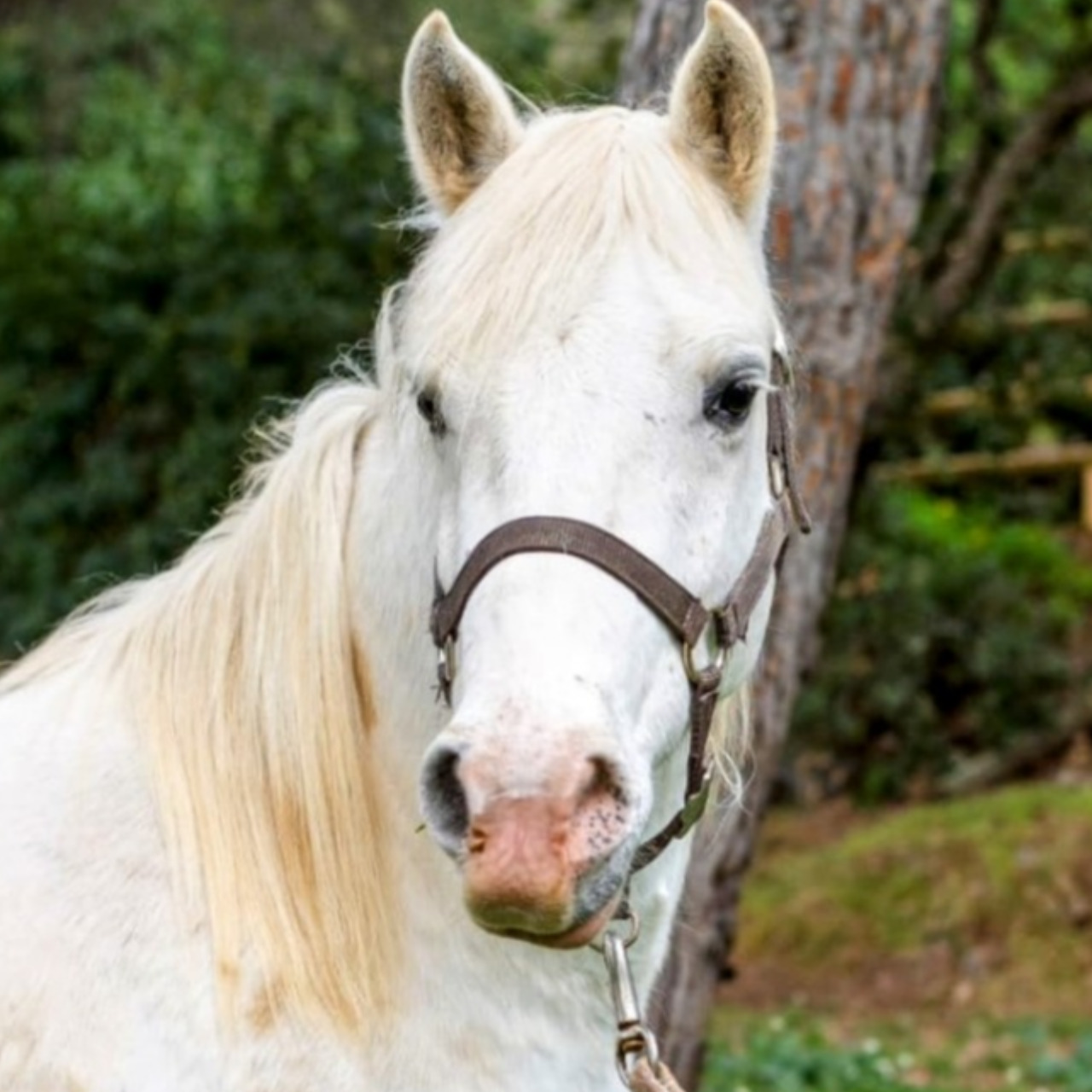 Image de l'annonce Camargue Plein Papiers