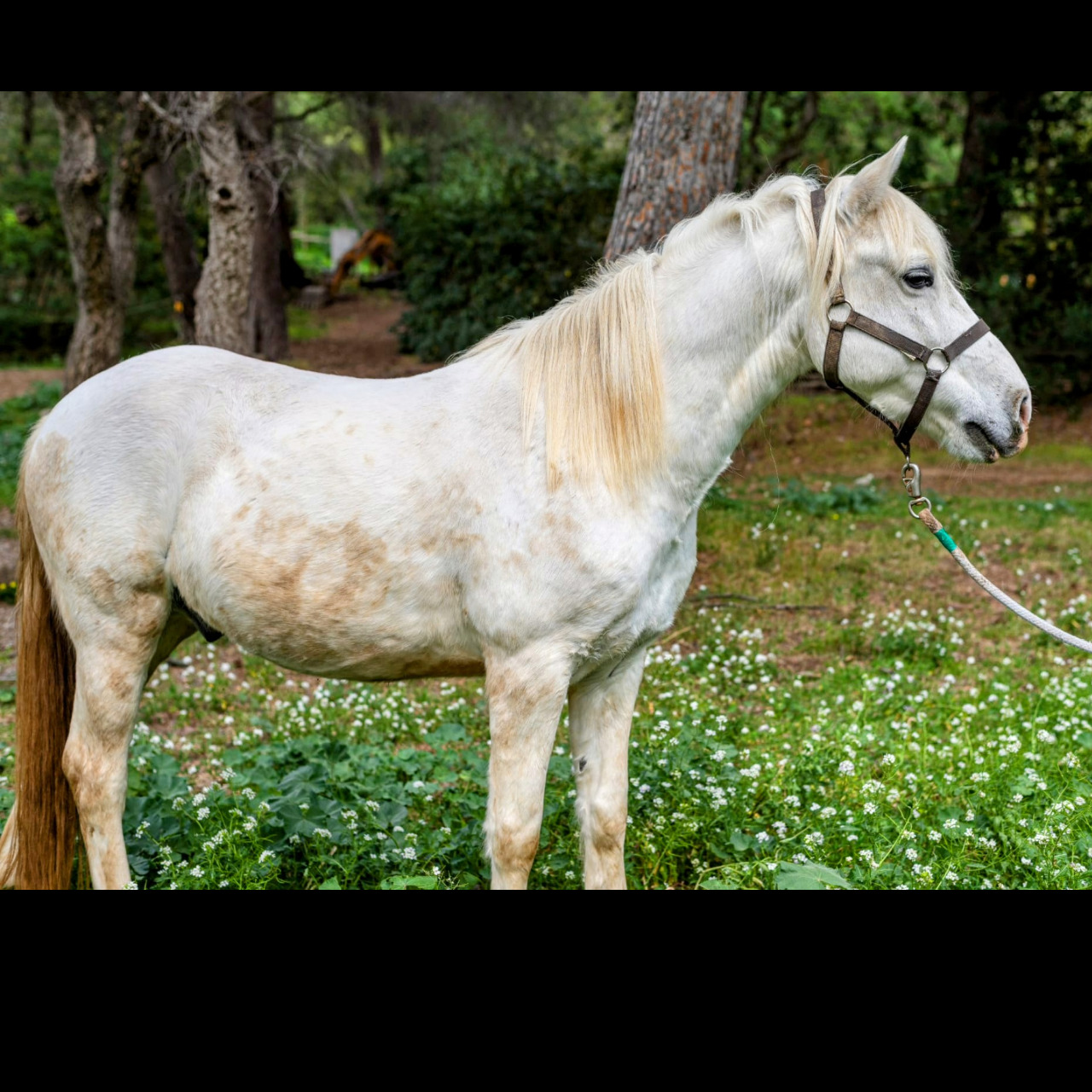 Image de l'annonce Camargue Plein Papiers