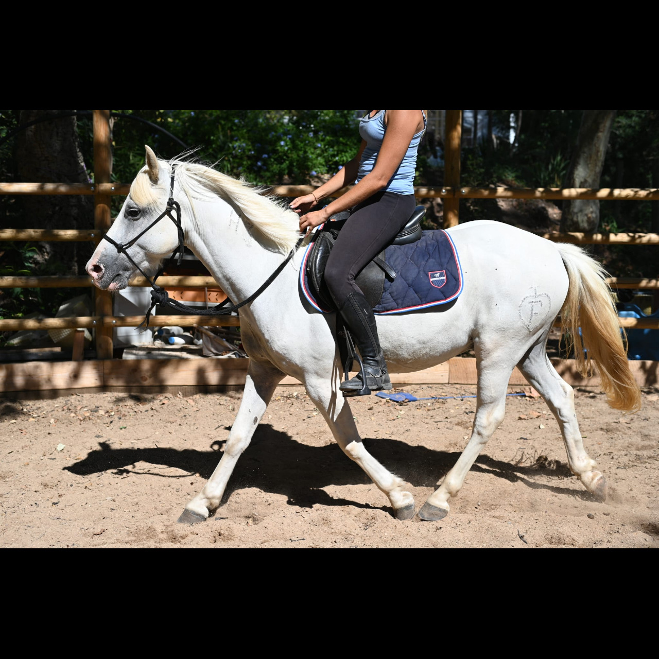 Image de l'annonce Camargue Plein Papiers