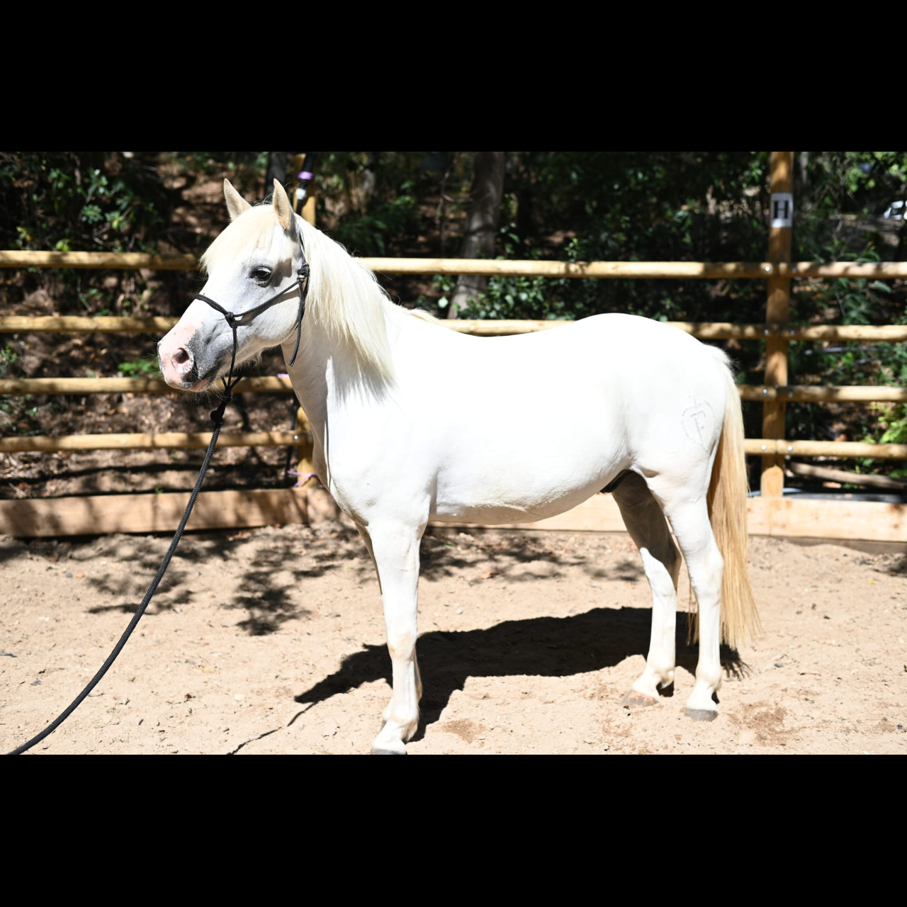 Image de l'annonce Camargue Plein Papiers